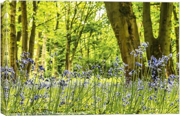 Beautiful Bluebells in a Merseyside woodland Canvas Print by Phil Longfoot