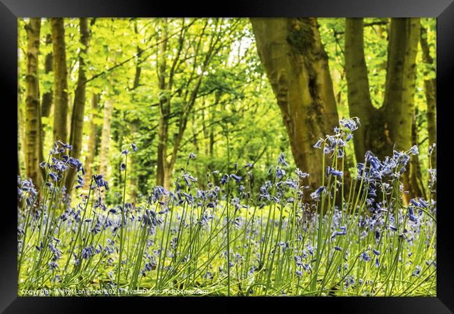 Beautiful Bluebells in a Merseyside woodland Framed Print by Phil Longfoot