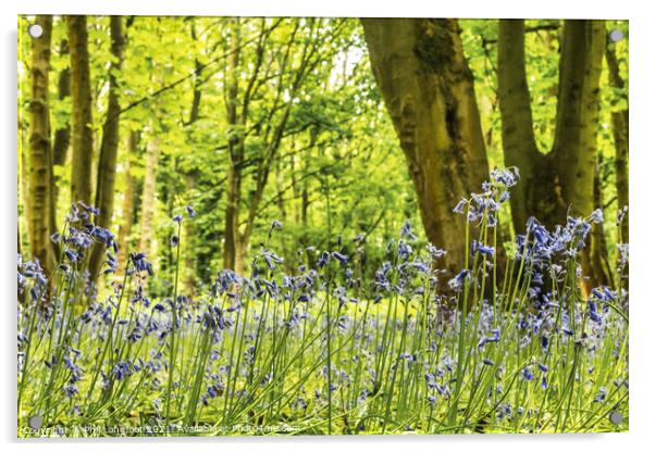 Beautiful Bluebells in a Merseyside woodland Acrylic by Phil Longfoot