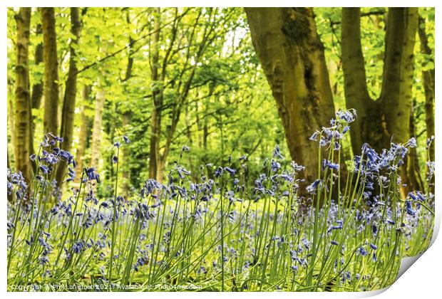 Beautiful Bluebells in a Merseyside woodland Print by Phil Longfoot