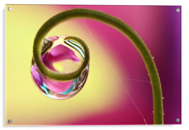 Sweet Pea Twirl Acrylic by Sharon Johnstone