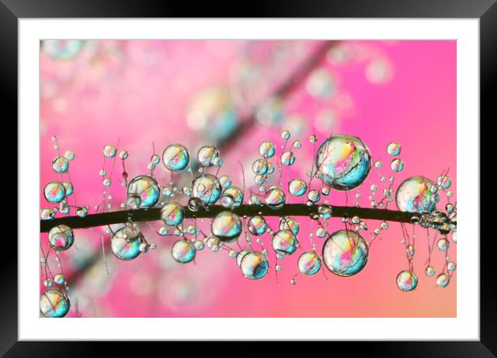 Crazy Pink Smoke Drops Framed Mounted Print by Sharon Johnstone