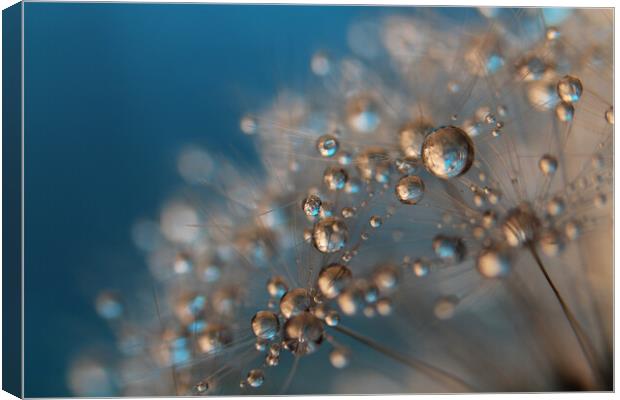 Soft Dandy Drops Canvas Print by Sharon Johnstone