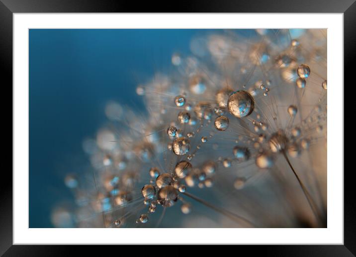 Soft Dandy Drops Framed Mounted Print by Sharon Johnstone