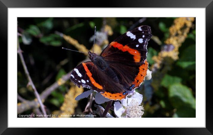 Red Admiral Butterfly Framed Mounted Print by Mark Ward