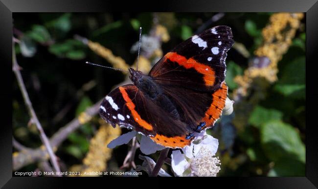 Red Admiral Butterfly Framed Print by Mark Ward