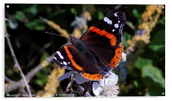 Red Admiral Butterfly Acrylic by Mark Ward
