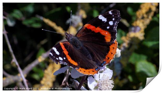 Red Admiral Butterfly Print by Mark Ward