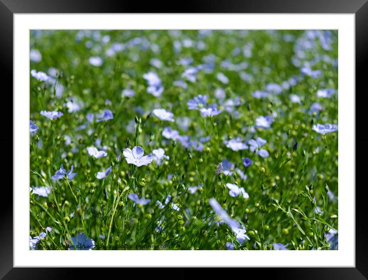 Flax in flower Framed Mounted Print by Peter Barber