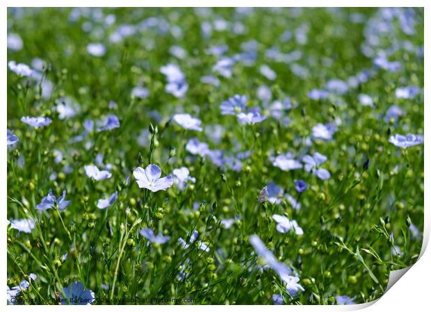 Flax in flower Print by Peter Barber