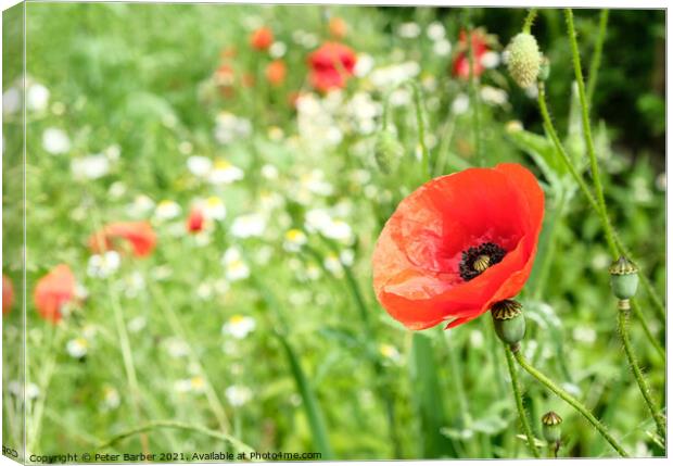 The perfect poppy Canvas Print by Peter Barber