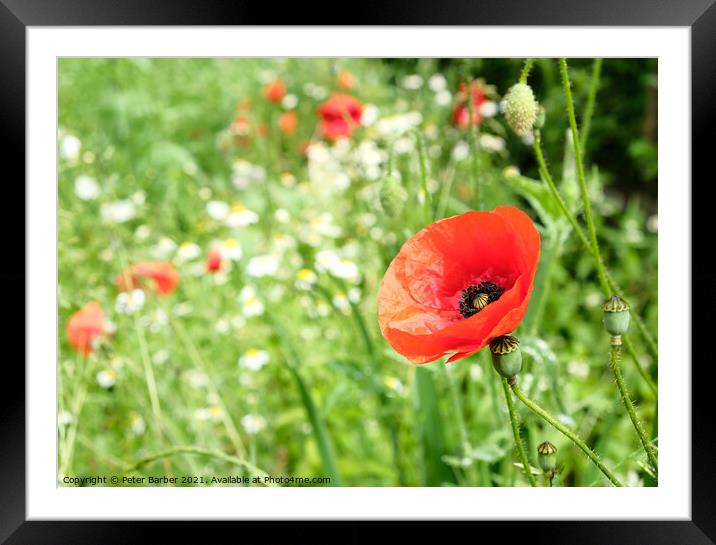 The perfect poppy Framed Mounted Print by Peter Barber