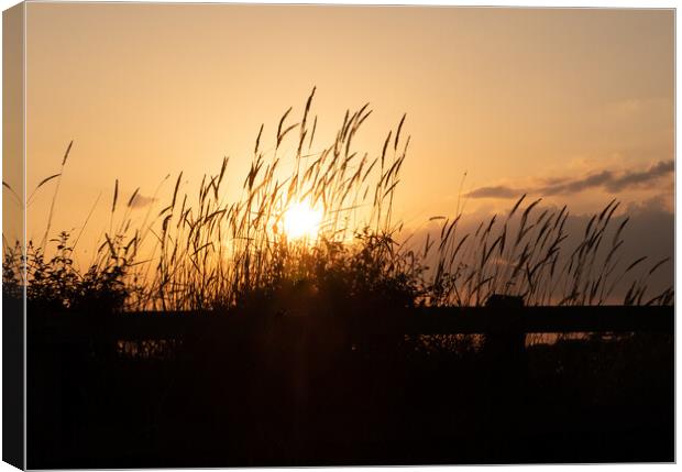 Silhouetted grass at sunset Canvas Print by Peter Barber