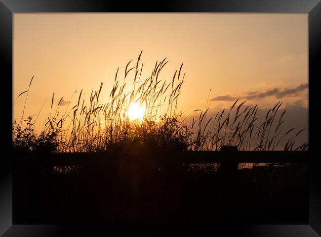 Silhouetted grass at sunset Framed Print by Peter Barber