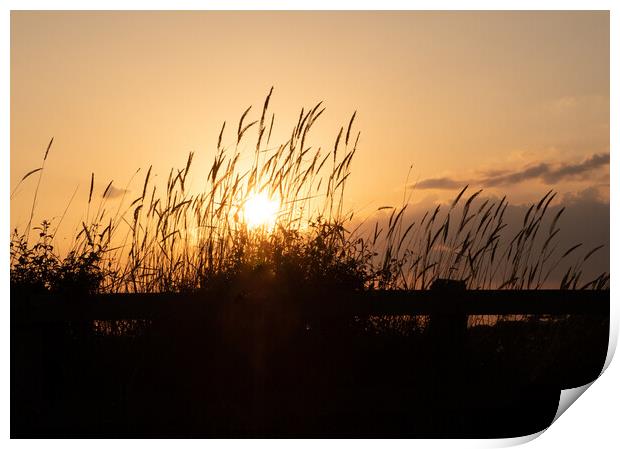 Silhouetted grass at sunset Print by Peter Barber