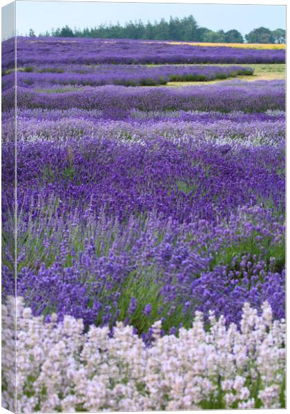 Lavender fields Canvas Print by Simon Johnson