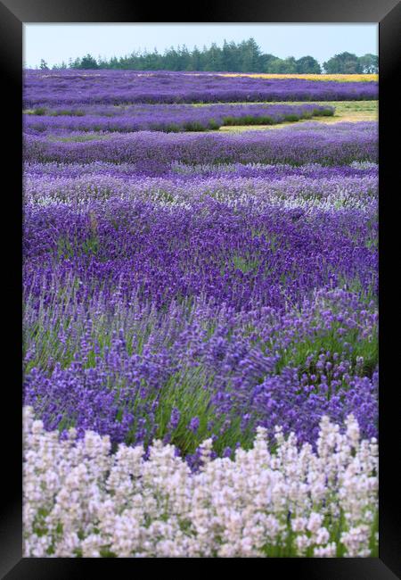 Lavender fields Framed Print by Simon Johnson