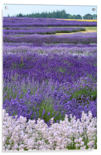 Lavender fields Acrylic by Simon Johnson