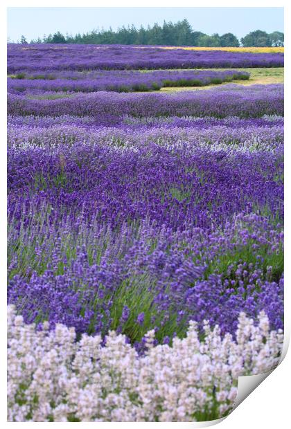 Lavender fields Print by Simon Johnson