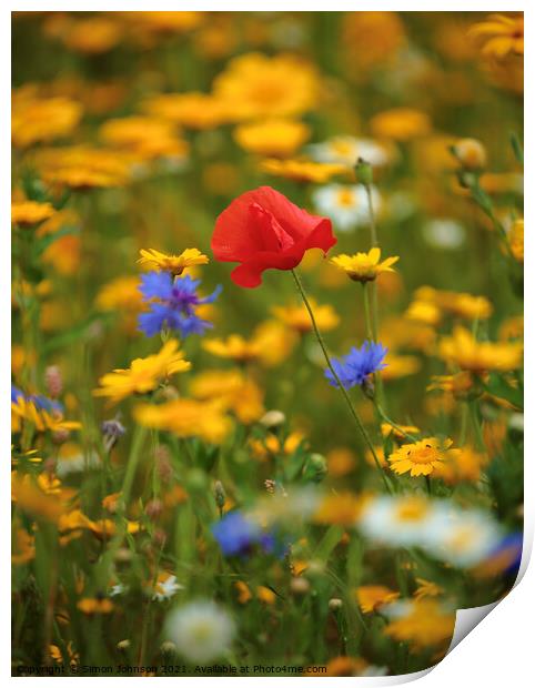 Meadow flowers and Poppy Print by Simon Johnson