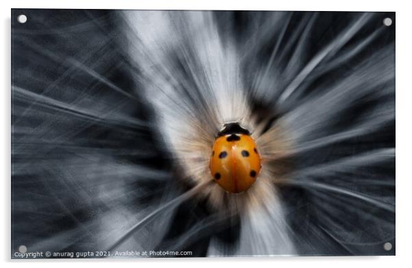 lady bug Acrylic by anurag gupta