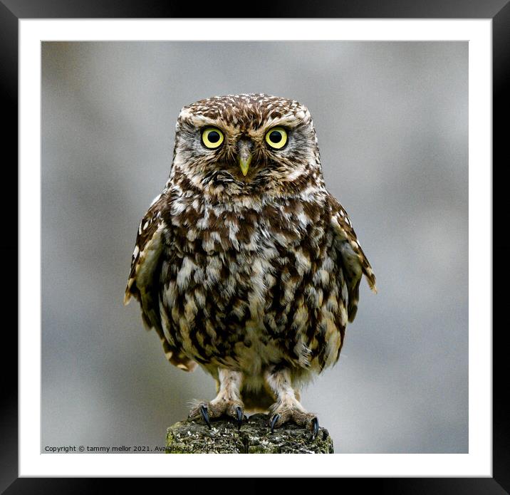 Piercing Gaze of a Fierce Little Owl Framed Mounted Print by tammy mellor