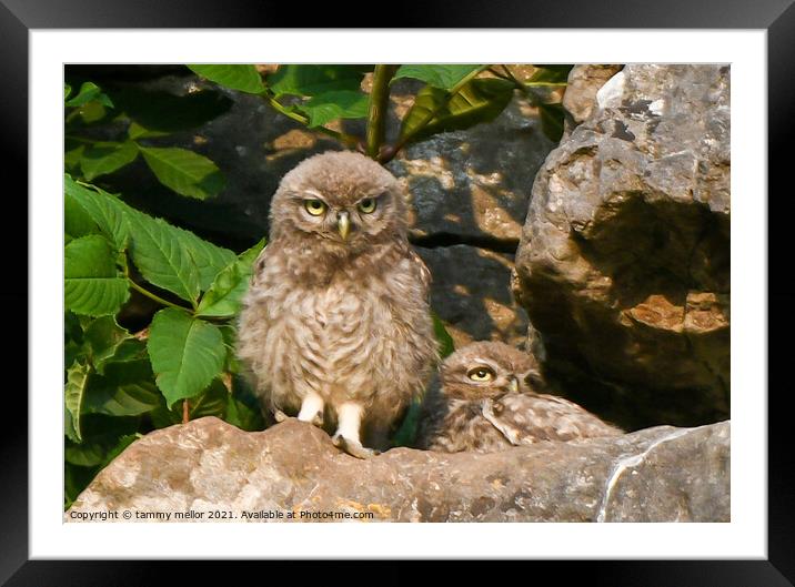 Majestic Little Owlets Framed Mounted Print by tammy mellor