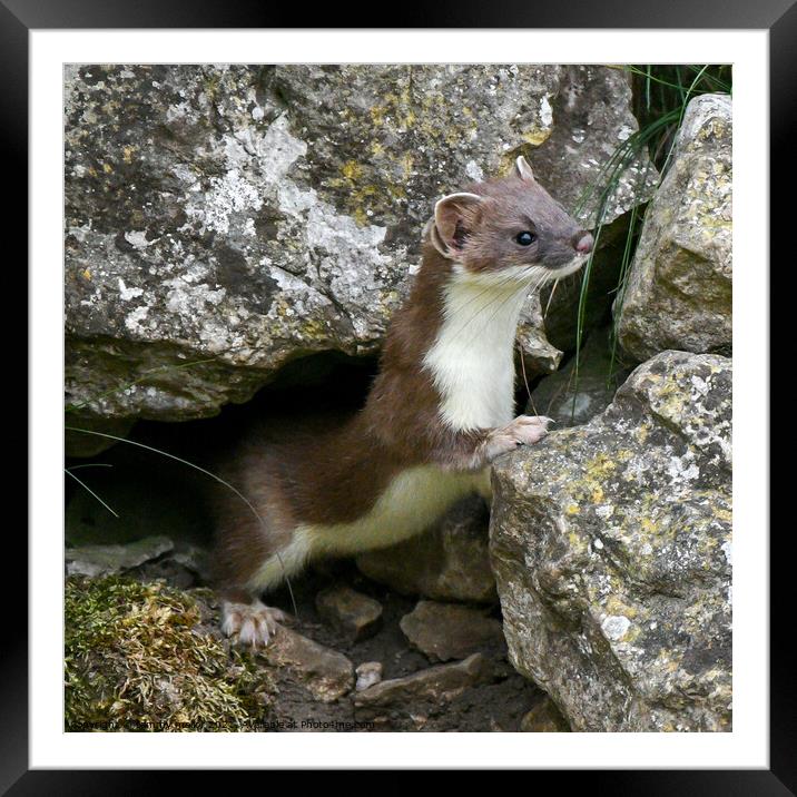 The Sneaky Stoat Framed Mounted Print by tammy mellor