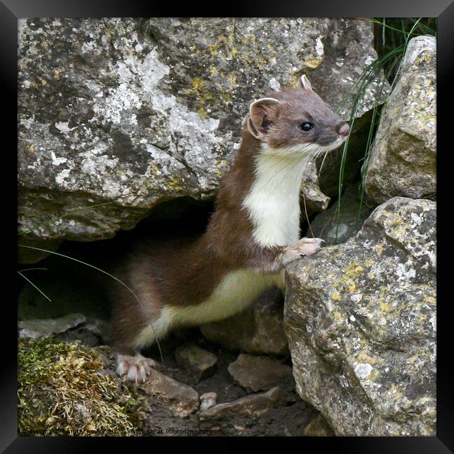 The Sneaky Stoat Framed Print by tammy mellor