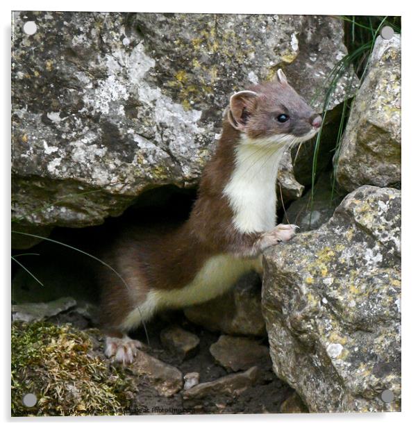 The Sneaky Stoat Acrylic by tammy mellor