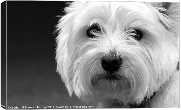 West Highland White Terrier Canvas Print by Hannah Morley