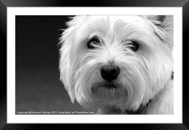 West Highland White Terrier Framed Mounted Print by Hannah Morley
