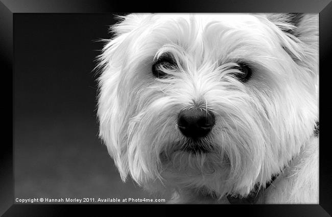 West Highland White Terrier Framed Print by Hannah Morley