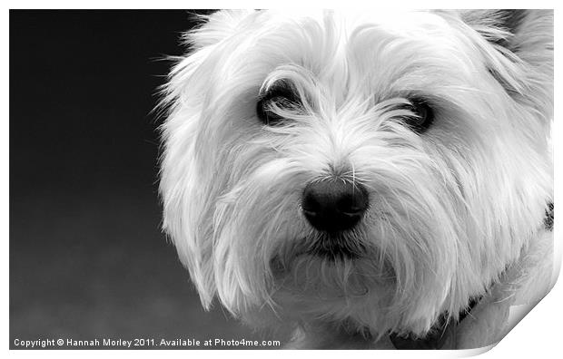 West Highland White Terrier Print by Hannah Morley