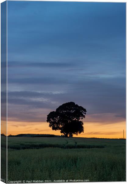 Lone tree at Crank Hill Canvas Print by Paul Madden