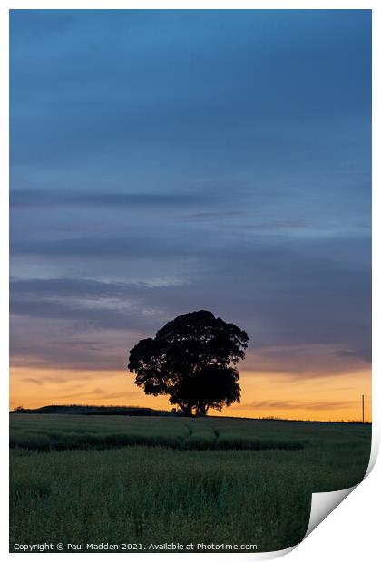Lone tree at Crank Hill Print by Paul Madden