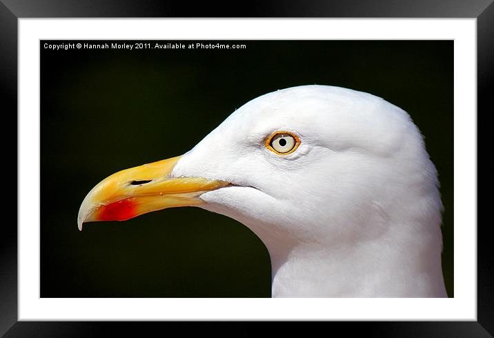 Seagull Framed Mounted Print by Hannah Morley