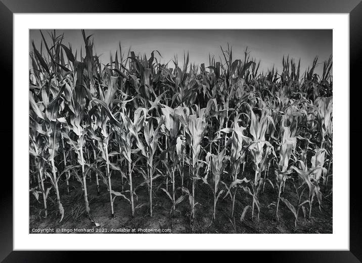 Army of corn Framed Mounted Print by Ingo Menhard