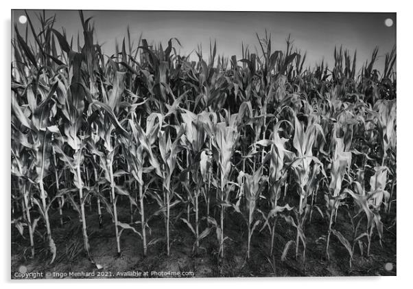 Army of corn Acrylic by Ingo Menhard