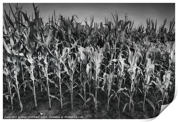 Army of corn Print by Ingo Menhard