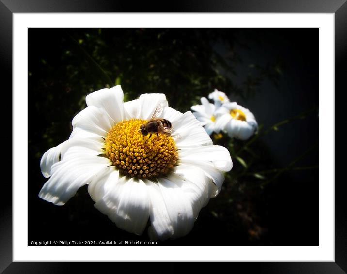 Honey Bee On Flower Framed Mounted Print by Philip Teale