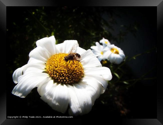 Honey Bee On Flower Framed Print by Philip Teale