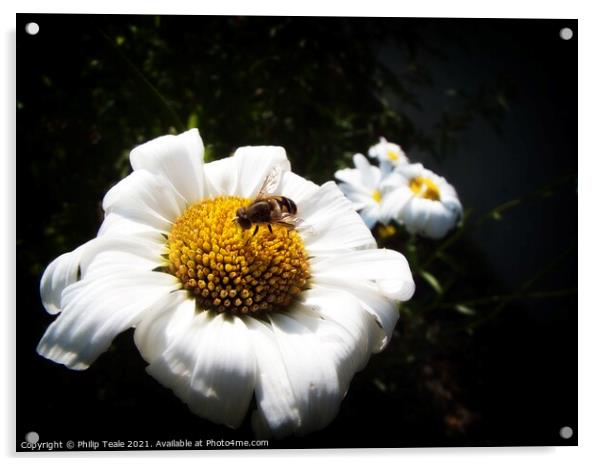 Honey Bee On Flower Acrylic by Philip Teale