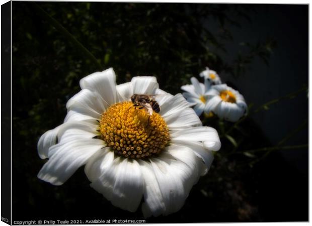Honey Bee On Flower Canvas Print by Philip Teale