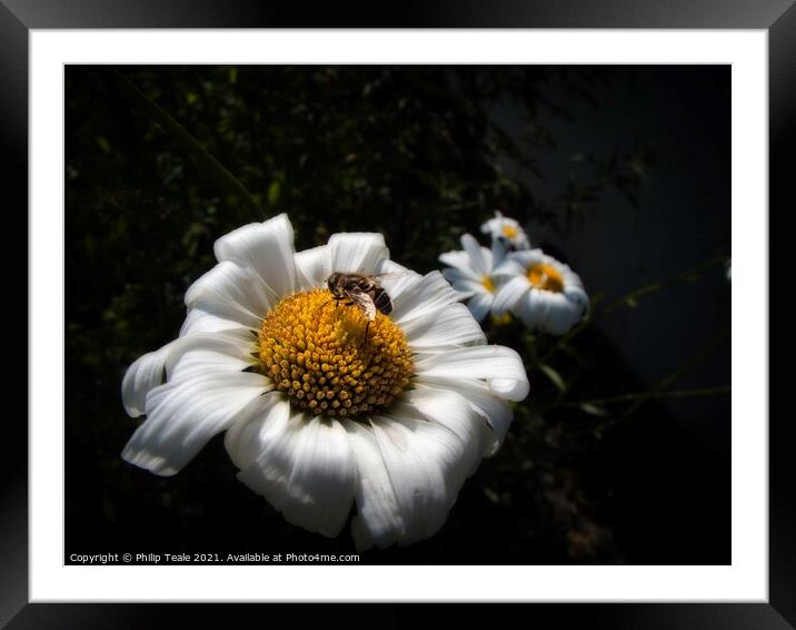 Honey Bee On Flower Framed Mounted Print by Philip Teale