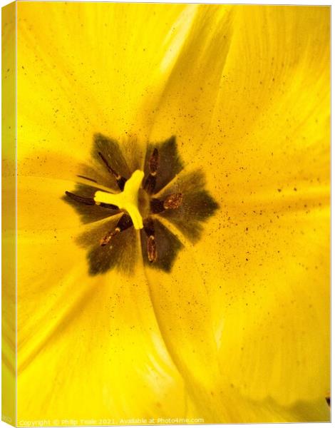 A close up of a flower Canvas Print by Philip Teale