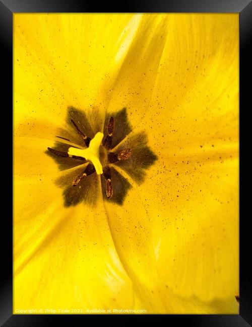 A close up of a flower Framed Print by Philip Teale