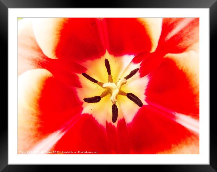Flower Close-Up Framed Mounted Print by Philip Teale