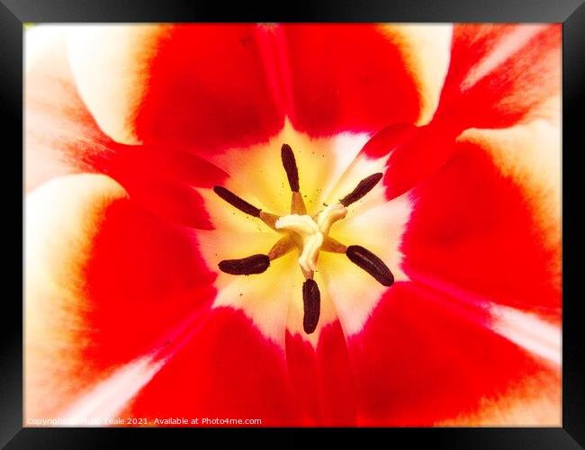Flower Close-Up Framed Print by Philip Teale