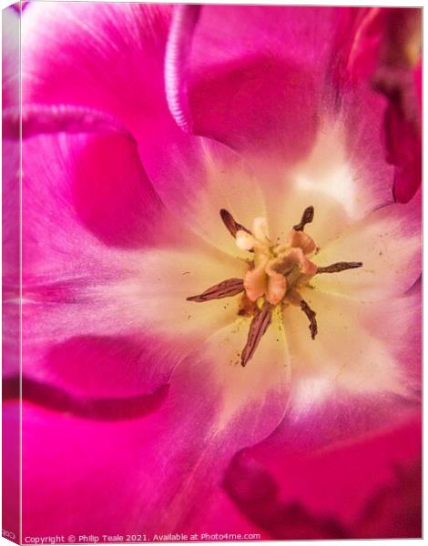 Flower Close-Up Canvas Print by Philip Teale
